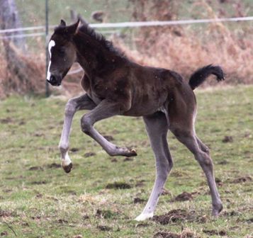 Stutfohlen von Gem of India x Quaid, Z&uuml;chter: K. Wittler