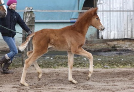 Stutfohlen von Alabaster x Sir Donnerhall I (Foto: M. Schw&ouml;bel)