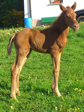 Hengstfohlen von Quaterhall - Rondo/T., Züchter: M. Distler