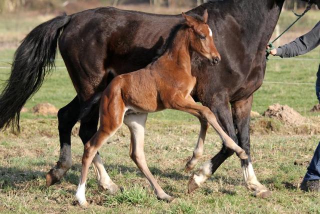 Hengstfohlen von Valentino x For Edition, Züchter: Volker von Holten (Foto: P. v. Thaden)
