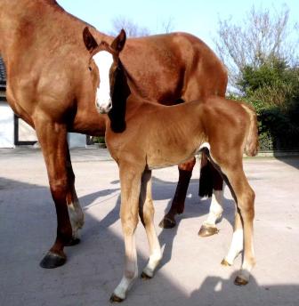 Stutfohlen von Quaterhall x Londonderry, Züchter: H. Bruns