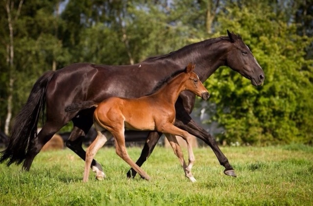 Stutfohlen von Sp&ouml;rcken - De Niro aus 2013, Z&uuml;chter: Virginia Urbath 