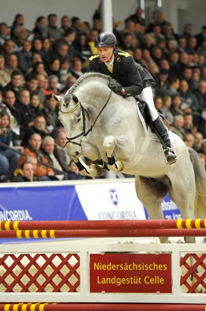 Ein Nachkomme des Celler Landbeschäler Grey Top wurde als bestbezahltes Talent für den Springsport verkauft. 