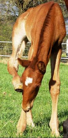 Hengstfohlen von Don Bosco x King Pine, Z&uuml;chter: Lena Bammann