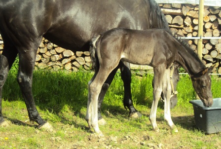 Hengstfohlen "Daniell" von Dubarry x Woronow