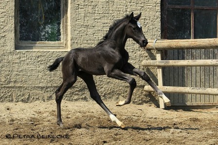 Hengstfohlen von Edward x Longchamp, Züchter: Heidi Müller, Bad Harzburg