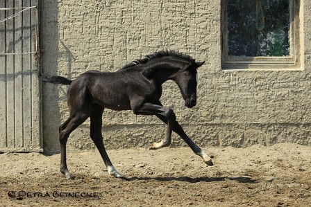 Hengstfohlen von Edward x Longchamp, Züchter: Heidi Müller, Bad Harzburg