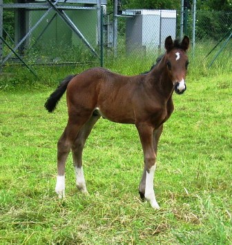 Hengstfohlen von Rotspon x St. Moritz, Z&uuml;chter: G. Scheper