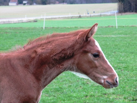 Hengstfohlen von Stanley x Graf Grannus, Z&uuml;chter: Ursula L&uuml;hr
