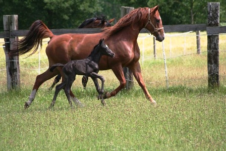 Hengstfohlen von Viscount x Stakkato, Z&uuml;chter: A. Becker