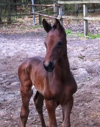 Stutfohlen von Londontime x Don Crusador, Z&uuml;chter: R. Reents