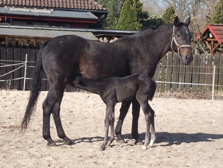 Stutfohlen von Quaterhall x Amerigo Vespucci xx, Z&uuml;chter: Angelika Meier-Oetjen