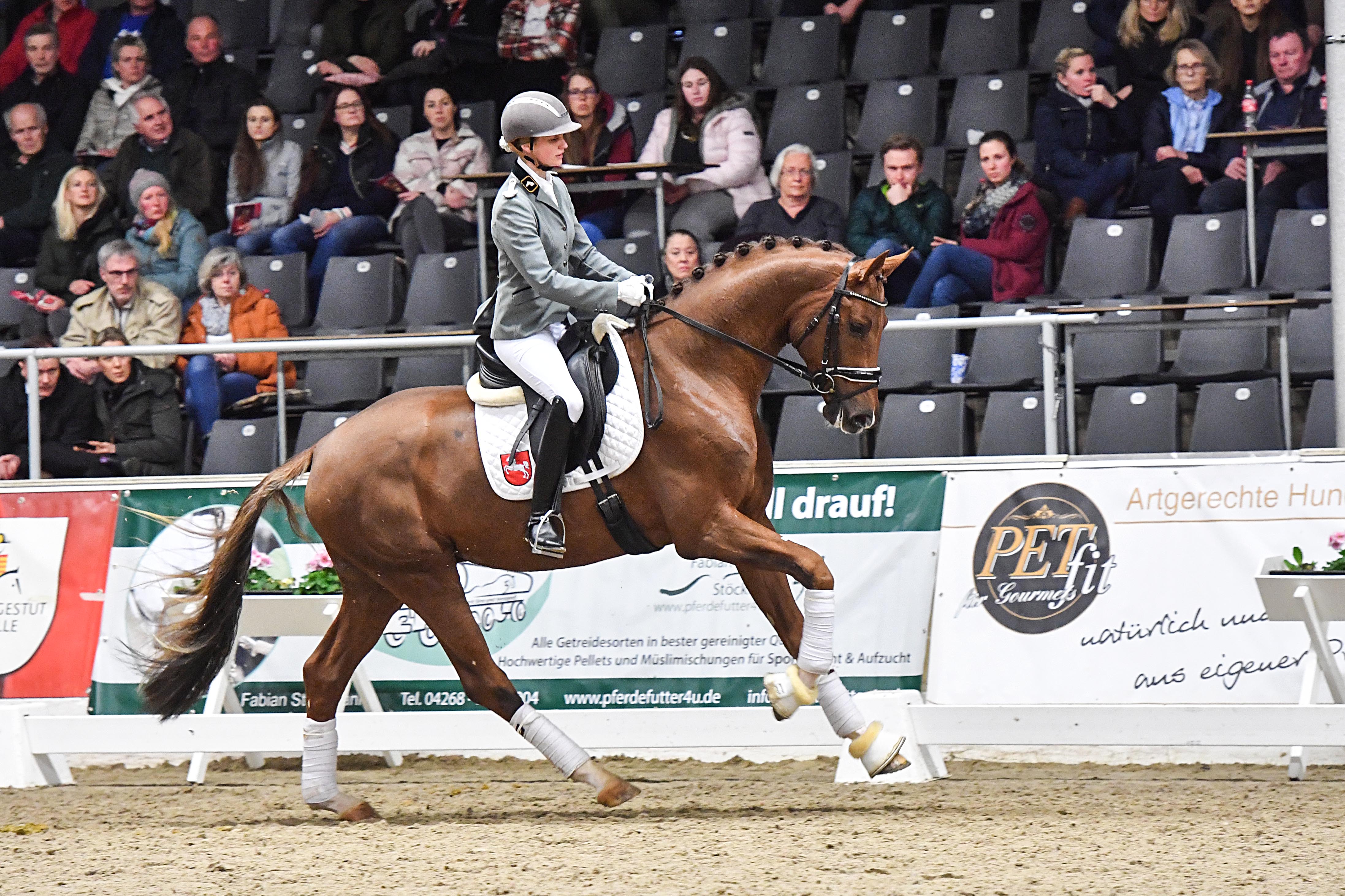Neue Bilder & Videos der Hengste Niedersächsisches Landgestüt